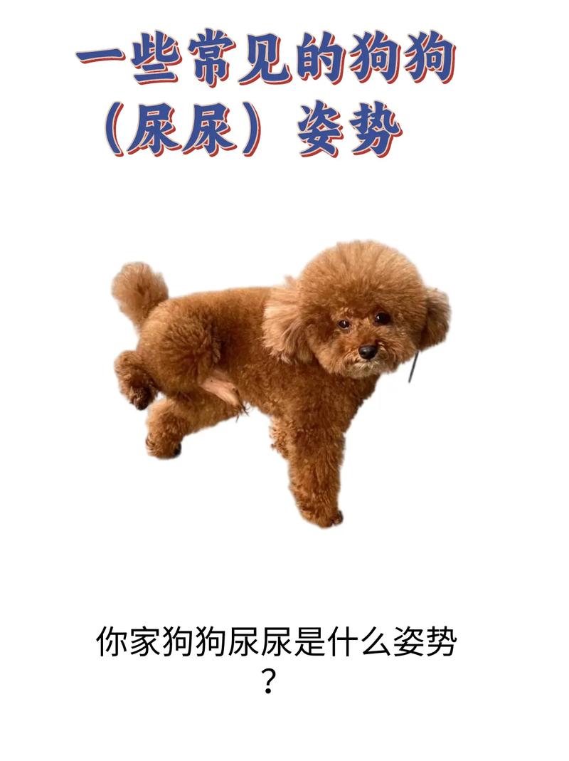 狗狗多大抬腿撒尿,狗狗多大开始翘腿撒尿?-第1张图片-后鲨宠物 狗狗多大抬腿撒尿,狗狗多大开始翘腿撒尿?-第1张图片-后鲨宠物