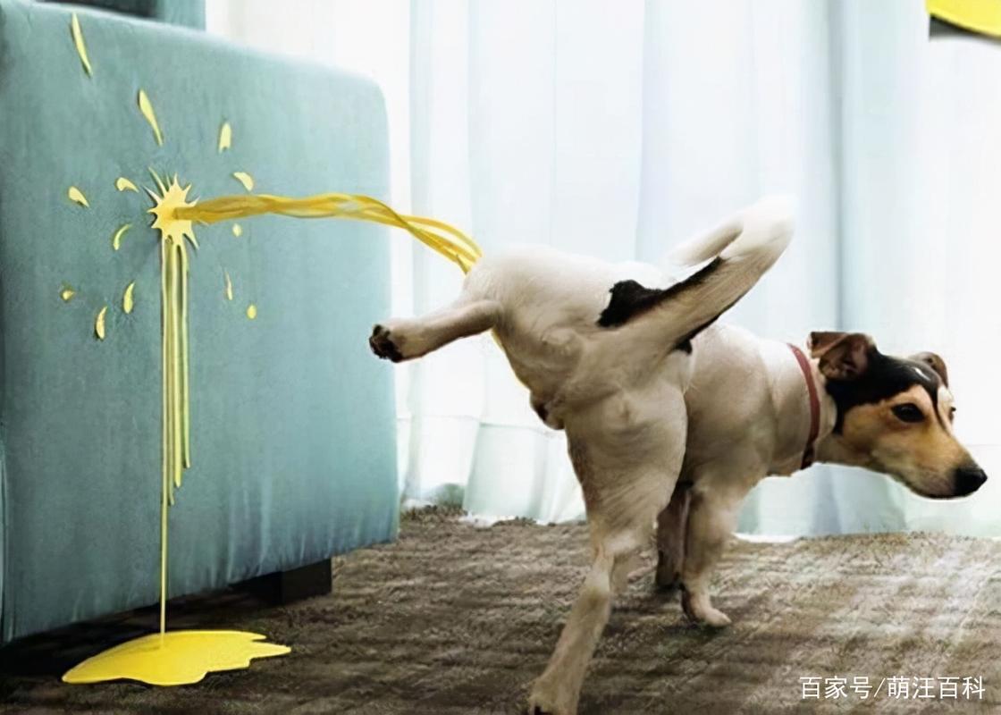 狗狗多大抬腿撒尿,狗狗多大开始翘腿撒尿?-第2张图片-后鲨宠物 狗狗多大抬腿撒尿,狗狗多大开始翘腿撒尿?-第2张图片-后鲨宠物