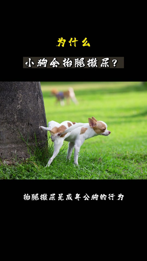 狗狗多大抬腿撒尿,狗狗多大开始翘腿撒尿?-第3张图片-后鲨宠物 狗狗多大抬腿撒尿,狗狗多大开始翘腿撒尿?-第3张图片-后鲨宠物