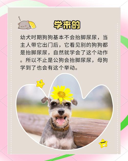 狗狗多大抬腿撒尿,狗狗多大开始翘腿撒尿?-第4张图片-后鲨宠物 狗狗多大抬腿撒尿,狗狗多大开始翘腿撒尿?-第4张图片-后鲨宠物