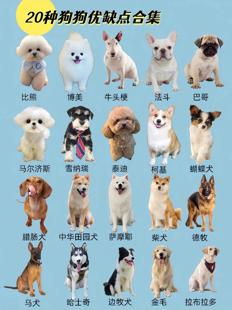  哪种狗狗比较好养，哪种狗狗比较好养活-第5张图片-后鲨宠物