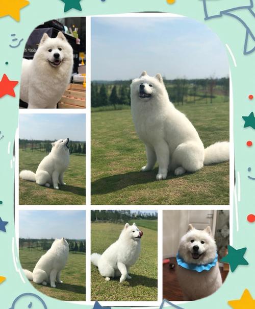 怎么给狗狗剃毛,狗狗脱毛怎么办-第1张图片-后鲨宠物 怎么给狗狗剃毛,狗狗脱毛怎么办-第1张图片-后鲨宠物