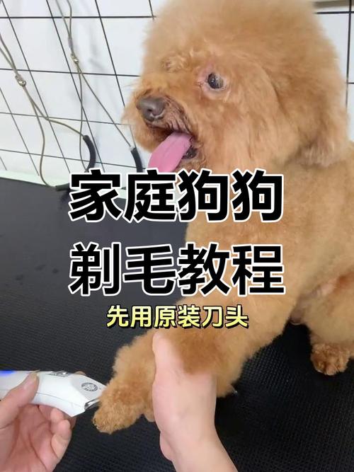 怎么给狗狗剃毛,狗狗脱毛怎么办-第2张图片-后鲨宠物 怎么给狗狗剃毛,狗狗脱毛怎么办-第2张图片-后鲨宠物