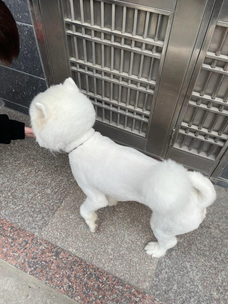 怎么给狗狗剃毛,狗狗脱毛怎么办-第3张图片-后鲨宠物 怎么给狗狗剃毛,狗狗脱毛怎么办-第3张图片-后鲨宠物