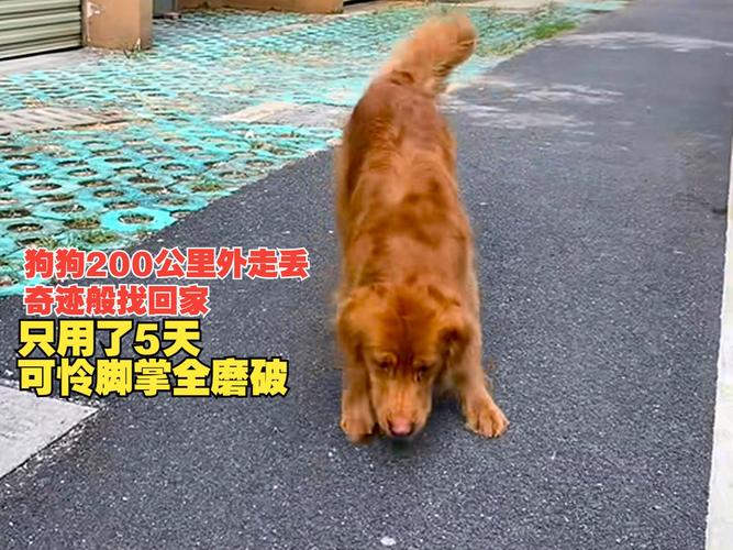 狗狗会自己回家吗,狗狗会自己回家吗知乎?-第2张图片-后鲨宠物 狗狗会自己回家吗,狗狗会自己回家吗知乎?-第2张图片-后鲨宠物