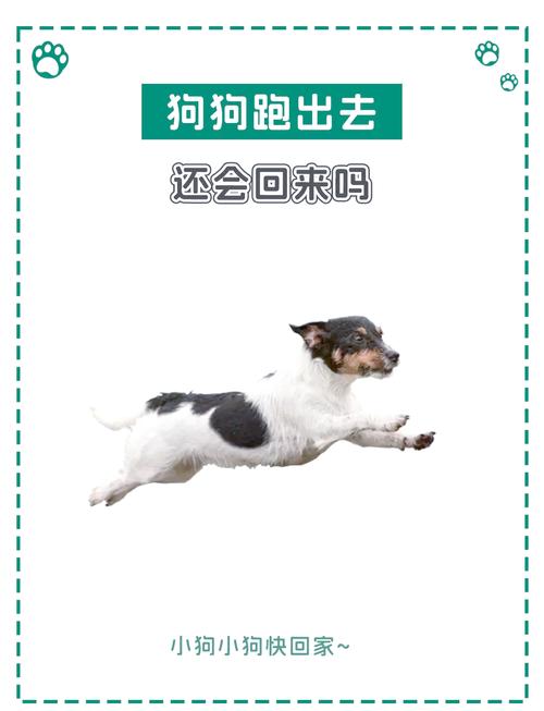 狗狗会自己回家吗,狗狗会自己回家吗知乎?-第5张图片-后鲨宠物 狗狗会自己回家吗,狗狗会自己回家吗知乎?-第5张图片-后鲨宠物