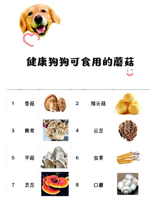 狗狗可以吃金针菇吗,狗子可以吃金针菇么?-第2张图片-后鲨宠物 狗狗可以吃金针菇吗,狗子可以吃金针菇么?-第2张图片-后鲨宠物