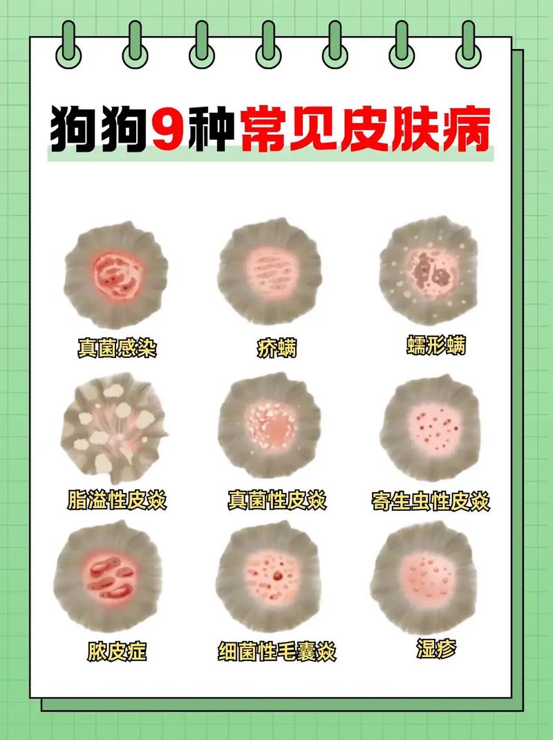 狗狗身上有螨虫会传染人吗,狗狗身上有螨虫会传染人吗视频-第2张图片-后鲨宠物 狗狗身上有螨虫会传染人吗,狗狗身上有螨虫会传染人吗视频-第2张图片-后鲨宠物