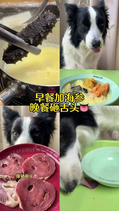 狗狗能吃海参吗_狗狗能吃海参嘛-第5张图片-后鲨宠物 狗狗能吃海参吗_狗狗能吃海参嘛-第5张图片-后鲨宠物