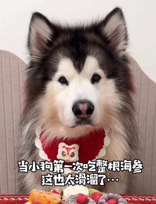 狗狗能吃海参吗_狗狗能吃海参嘛-第6张图片-后鲨宠物 狗狗能吃海参吗_狗狗能吃海参嘛-第6张图片-后鲨宠物