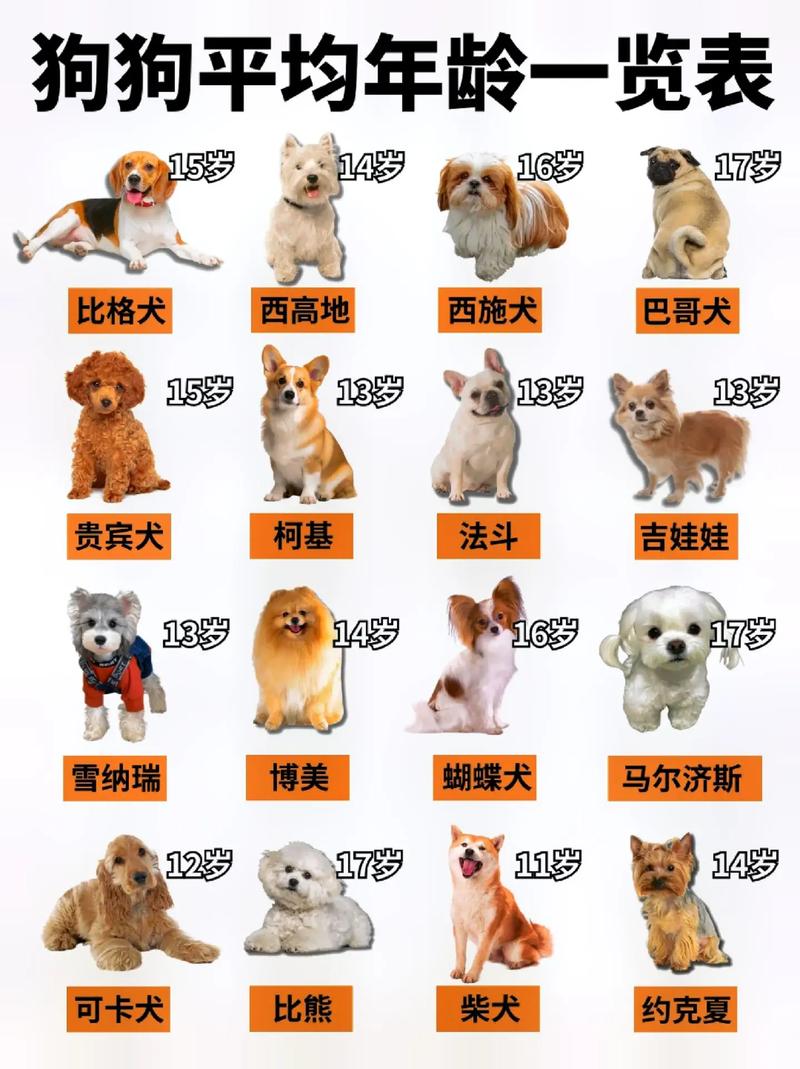 狗狗的寿命多长时间,狗狗寿命多长时间一岁-第4张图片-后鲨宠物 狗狗的寿命多长时间,狗狗寿命多长时间一岁-第4张图片-后鲨宠物