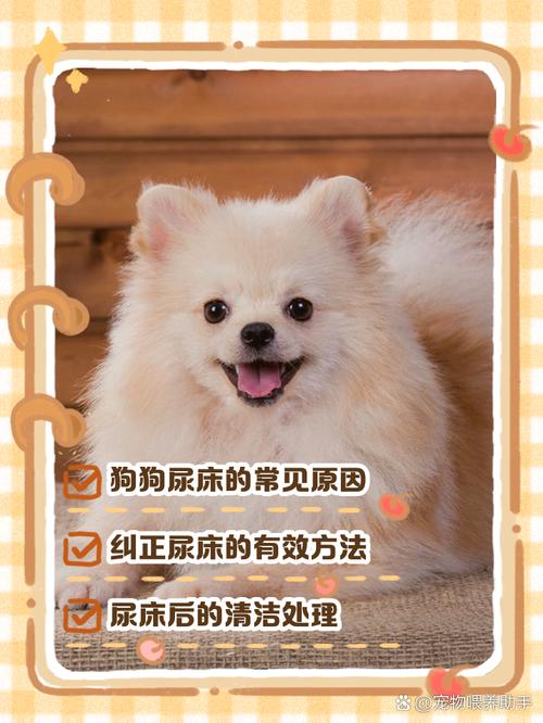 狗狗尿床上怎么去异味,狗狗尿到床上怎么去除味道-第3张图片-后鲨宠物 狗狗尿床上怎么去异味,狗狗尿到床上怎么去除味道-第3张图片-后鲨宠物