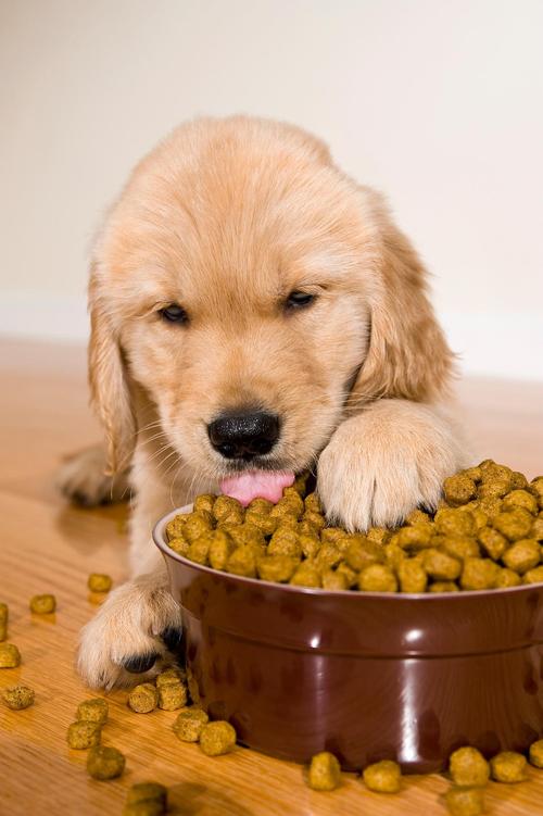 狗狗可以吃龙眼肉吗_狗子能不能吃龙眼肉-第4张图片-后鲨宠物 狗狗可以吃龙眼肉吗_狗子能不能吃龙眼肉-第4张图片-后鲨宠物