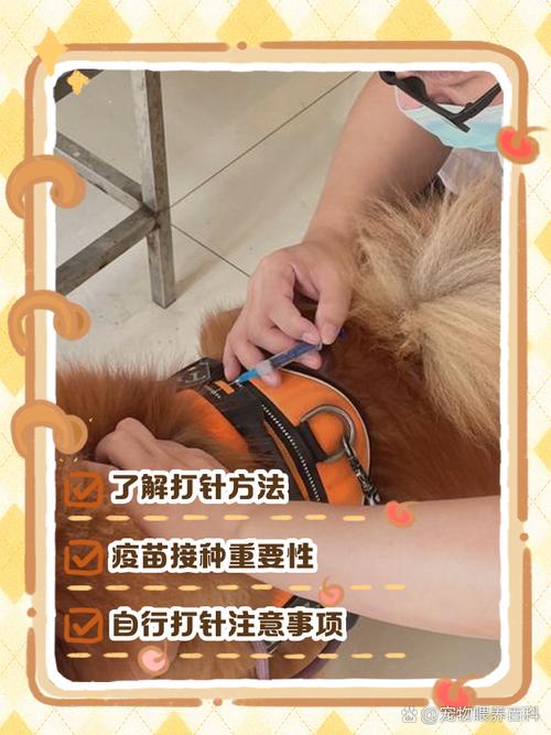 如何给狗狗打针,给狗狗打针的方法-第2张图片-后鲨宠物 如何给狗狗打针,给狗狗打针的方法-第2张图片-后鲨宠物