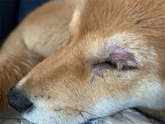 每个狗狗都有弓形虫吗,是否每个狗狗都有弓形虫-第6张图片-后鲨宠物 每个狗狗都有弓形虫吗,是否每个狗狗都有弓形虫-第6张图片-后鲨宠物