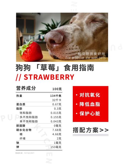 狗狗能吃草莓不,狗能吃草莓啊-第2张图片-后鲨宠物 狗狗能吃草莓不,狗能吃草莓啊-第2张图片-后鲨宠物