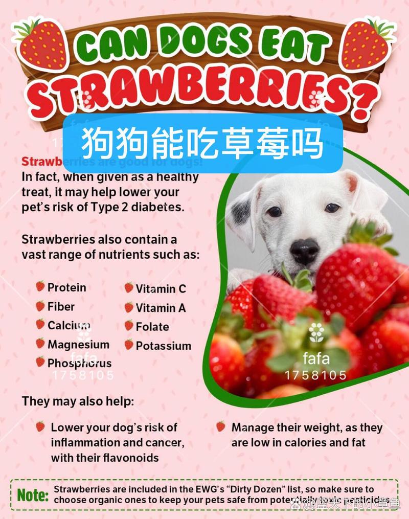 狗狗能吃草莓不,狗能吃草莓啊-第4张图片-后鲨宠物 狗狗能吃草莓不,狗能吃草莓啊-第4张图片-后鲨宠物