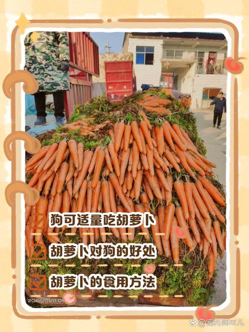 胡萝卜怎么给狗狗吃_怎样给狗狗吃胡萝卜-第1张图片-后鲨宠物 胡萝卜怎么给狗狗吃_怎样给狗狗吃胡萝卜-第1张图片-后鲨宠物