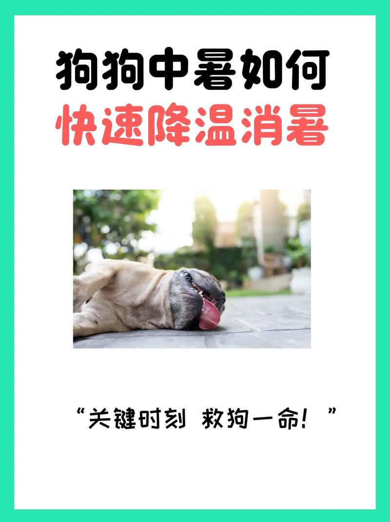 夏天如何给狗狗降温_夏天如何给狗狗降温很实用的方法-第3张图片-后鲨宠物 夏天如何给狗狗降温_夏天如何给狗狗降温很实用的方法-第3张图片-后鲨宠物