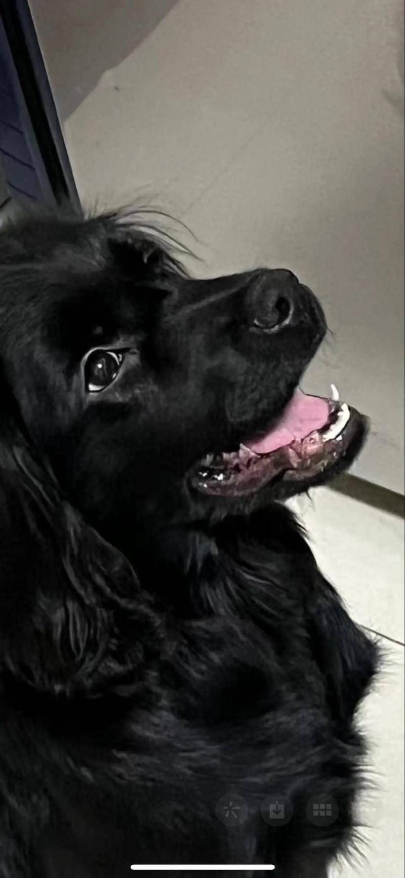 狗狗几个月换牙,狗狗几个月换牙呀-第1张图片-后鲨宠物 狗狗几个月换牙,狗狗几个月换牙呀-第1张图片-后鲨宠物