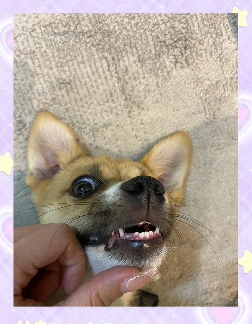 狗狗几个月换牙,狗狗几个月换牙呀-第3张图片-后鲨宠物 狗狗几个月换牙,狗狗几个月换牙呀-第3张图片-后鲨宠物