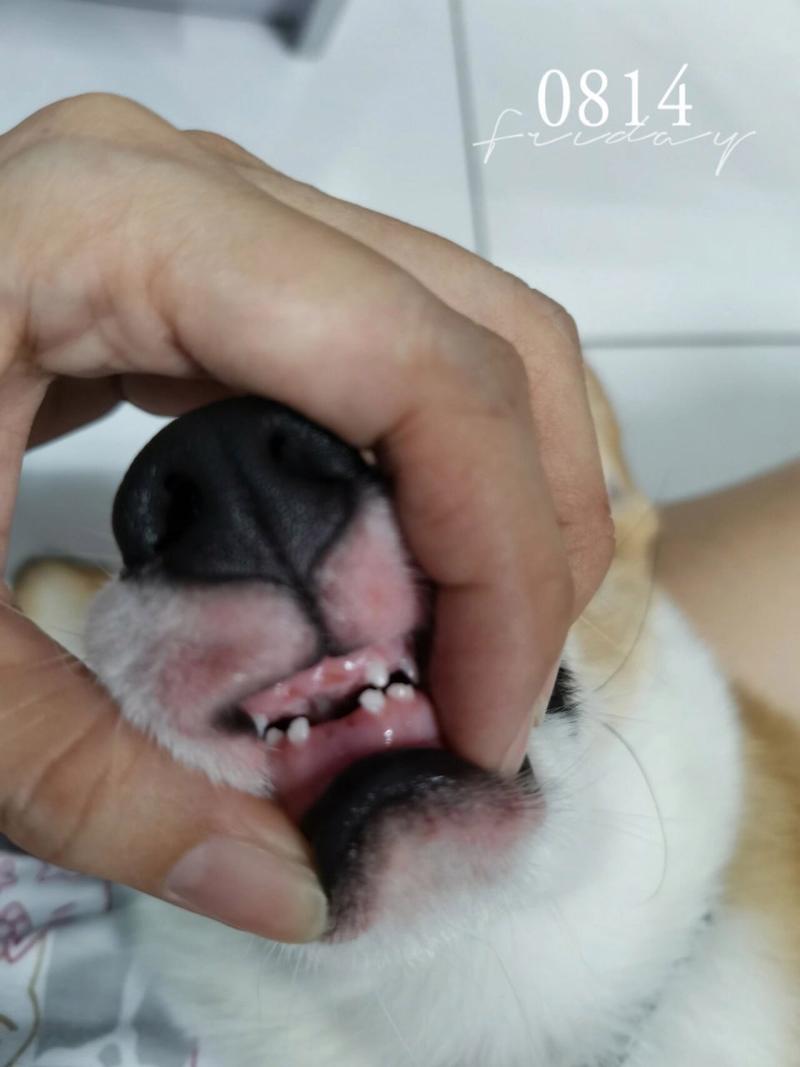 狗狗几个月换牙,狗狗几个月换牙呀-第4张图片-后鲨宠物 狗狗几个月换牙,狗狗几个月换牙呀-第4张图片-后鲨宠物