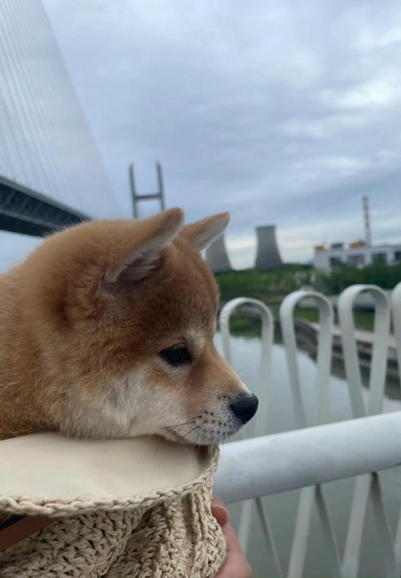 狗狗得了抑郁症的表现_狗狗得了抑郁症会好吗-第5张图片-后鲨宠物 狗狗得了抑郁症的表现_狗狗得了抑郁症会好吗-第5张图片-后鲨宠物