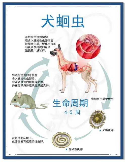 狗狗肚子有虫怎么办_狗狗肚子有虫怎么办啊-第2张图片-后鲨宠物 狗狗肚子有虫怎么办_狗狗肚子有虫怎么办啊-第2张图片-后鲨宠物