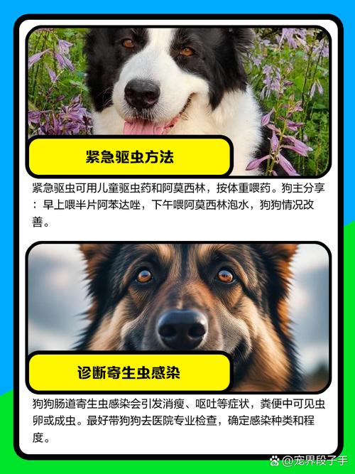 狗狗肚子有虫怎么办_狗狗肚子有虫怎么办啊-第5张图片-后鲨宠物 狗狗肚子有虫怎么办_狗狗肚子有虫怎么办啊-第5张图片-后鲨宠物