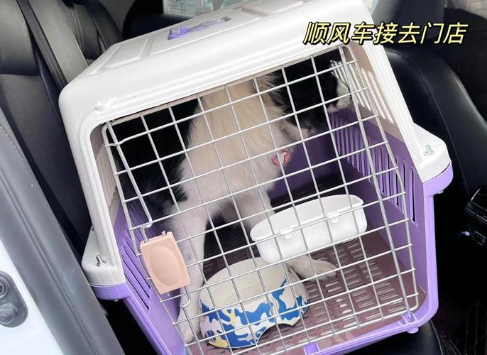 怎样把狗狗跨省带回家_怎么可以把狗狗从外地带回去-第1张图片-后鲨宠物 怎样把狗狗跨省带回家_怎么可以把狗狗从外地带回去-第1张图片-后鲨宠物