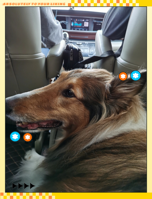 怎样把狗狗跨省带回家_怎么可以把狗狗从外地带回去-第2张图片-后鲨宠物 怎样把狗狗跨省带回家_怎么可以把狗狗从外地带回去-第2张图片-后鲨宠物