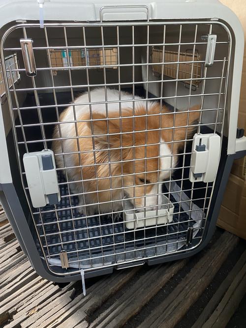 怎样把狗狗跨省带回家_怎么可以把狗狗从外地带回去-第4张图片-后鲨宠物 怎样把狗狗跨省带回家_怎么可以把狗狗从外地带回去-第4张图片-后鲨宠物