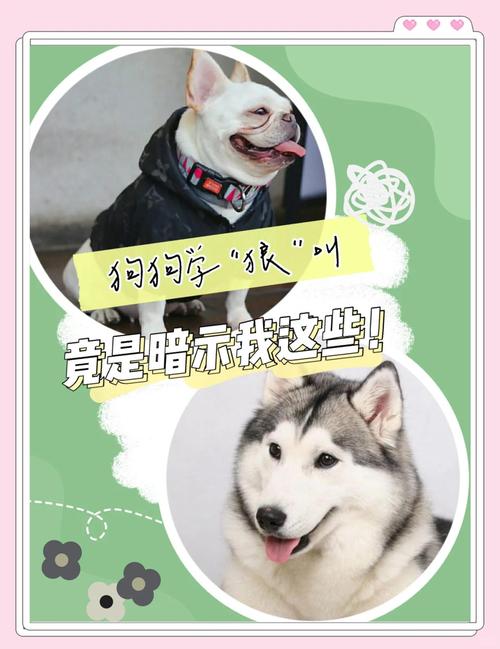 狗狗狼叫是什么意思,狗狗狼叫是什么意思网络用语?-第6张图片-后鲨宠物 狗狗狼叫是什么意思,狗狗狼叫是什么意思网络用语?-第6张图片-后鲨宠物