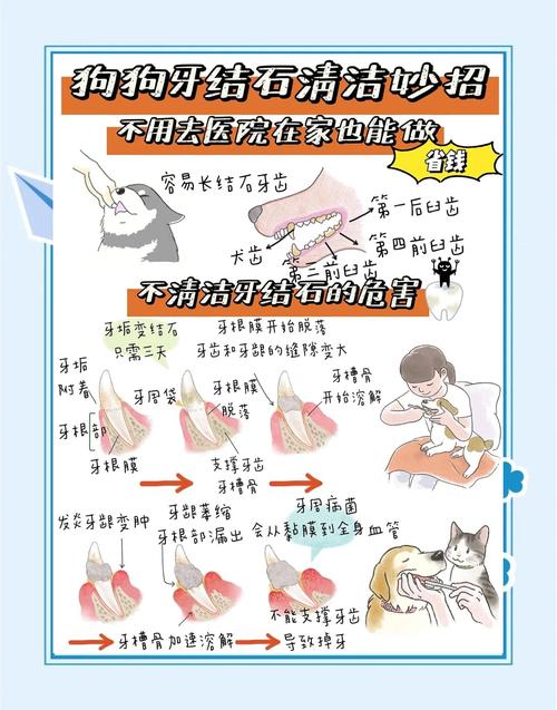 狗狗拔牙后要注意什么,狗狗拔牙后要注意什么问题?-第2张图片-后鲨宠物 狗狗拔牙后要注意什么,狗狗拔牙后要注意什么问题?-第2张图片-后鲨宠物