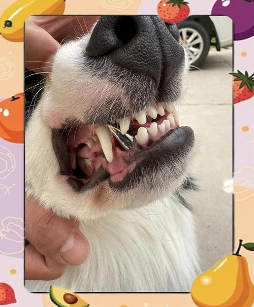 狗狗拔牙后要注意什么,狗狗拔牙后要注意什么问题?-第6张图片-后鲨宠物 狗狗拔牙后要注意什么,狗狗拔牙后要注意什么问题?-第6张图片-后鲨宠物