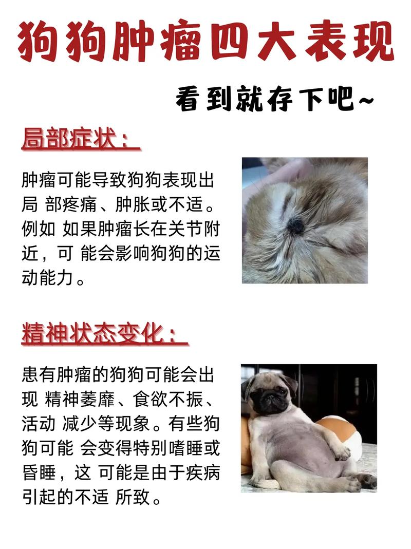 狗狗淋巴瘤早期症状,狗狗淋巴瘤早期症状图片-第2张图片-后鲨宠物 狗狗淋巴瘤早期症状,狗狗淋巴瘤早期症状图片-第2张图片-后鲨宠物