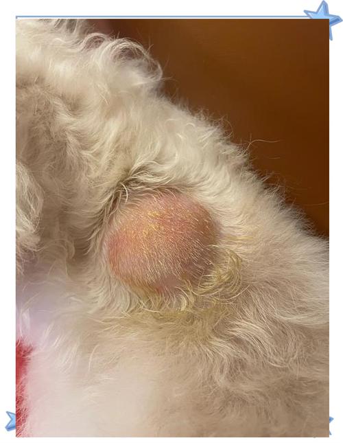 狗狗淋巴瘤早期症状,狗狗淋巴瘤早期症状图片-第5张图片-后鲨宠物 狗狗淋巴瘤早期症状,狗狗淋巴瘤早期症状图片-第5张图片-后鲨宠物