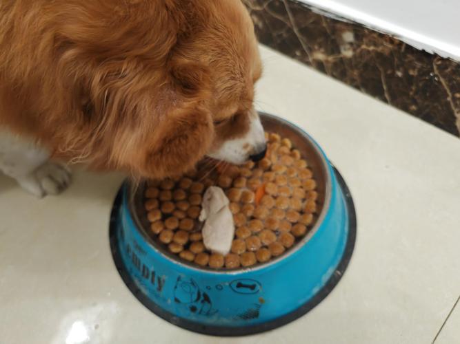 狗狗多大可以吃饭,狗狗多大能吃饭-第1张图片-后鲨宠物 狗狗多大可以吃饭,狗狗多大能吃饭-第1张图片-后鲨宠物