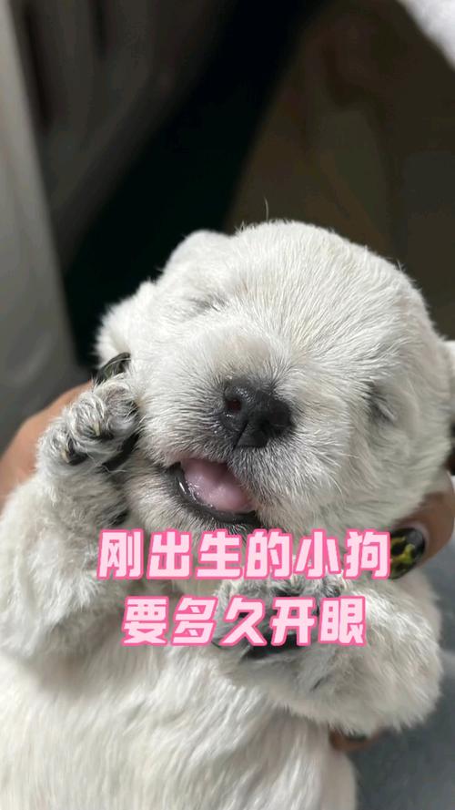 狗狗多大可以吃饭,狗狗多大能吃饭-第5张图片-后鲨宠物 狗狗多大可以吃饭,狗狗多大能吃饭-第5张图片-后鲨宠物