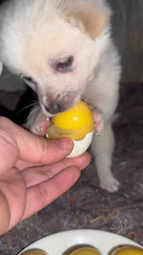 狗狗能吃咸鸭蛋吗_狗可以吃咸鸭蛋蛋黄么-第1张图片-后鲨宠物 狗狗能吃咸鸭蛋吗_狗可以吃咸鸭蛋蛋黄么-第1张图片-后鲨宠物