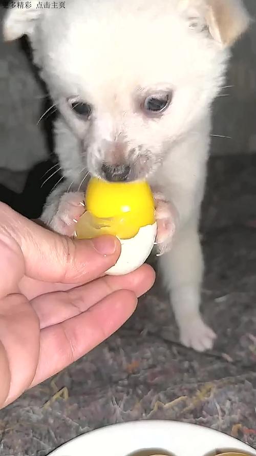 狗狗能吃咸鸭蛋吗_狗可以吃咸鸭蛋蛋黄么-第2张图片-后鲨宠物 狗狗能吃咸鸭蛋吗_狗可以吃咸鸭蛋蛋黄么-第2张图片-后鲨宠物