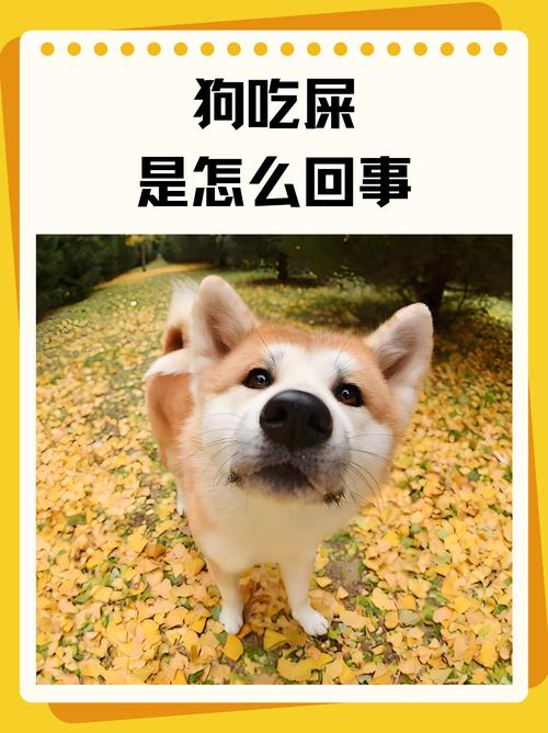 狗狗能吃咸鸭蛋吗_狗可以吃咸鸭蛋蛋黄么-第4张图片-后鲨宠物 狗狗能吃咸鸭蛋吗_狗可以吃咸鸭蛋蛋黄么-第4张图片-后鲨宠物