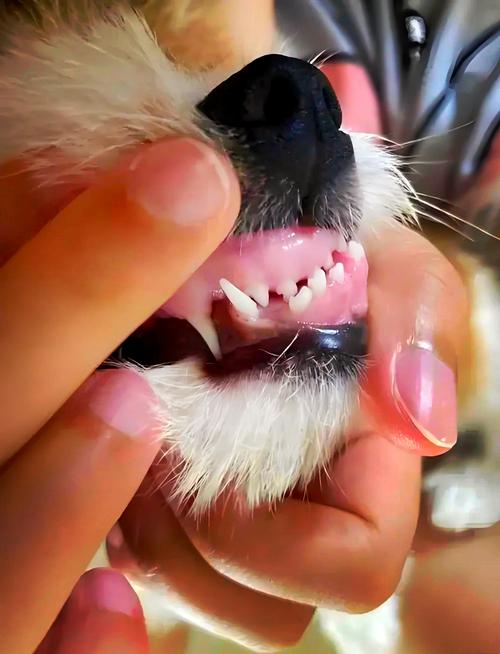 狗狗会不会换牙齿,狗狗是否会换牙-第3张图片-后鲨宠物 狗狗会不会换牙齿,狗狗是否会换牙-第3张图片-后鲨宠物