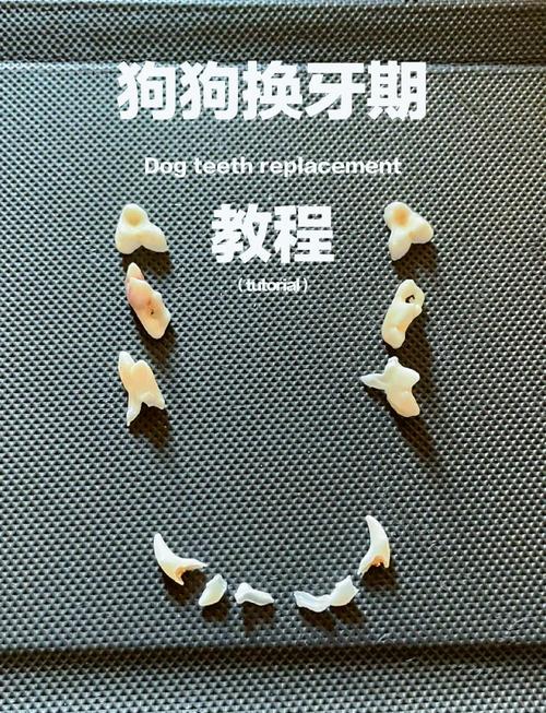 狗狗会不会换牙齿,狗狗是否会换牙-第4张图片-后鲨宠物 狗狗会不会换牙齿,狗狗是否会换牙-第4张图片-后鲨宠物