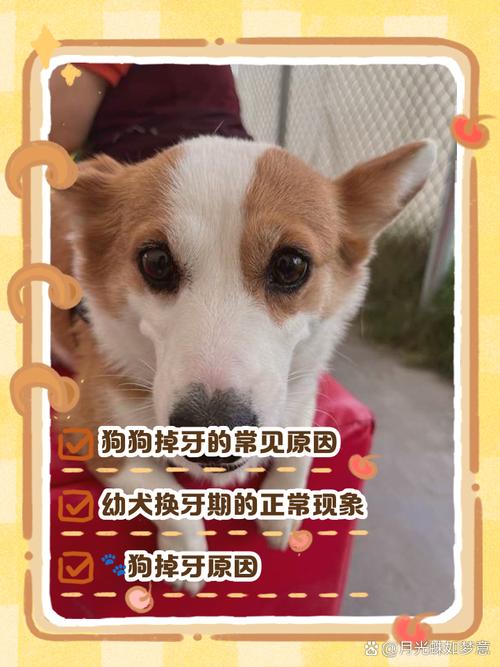 狗狗会不会换牙齿,狗狗是否会换牙-第5张图片-后鲨宠物 狗狗会不会换牙齿,狗狗是否会换牙-第5张图片-后鲨宠物