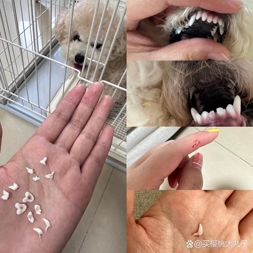 狗狗会不会换牙齿,狗狗是否会换牙-第6张图片-后鲨宠物 狗狗会不会换牙齿,狗狗是否会换牙-第6张图片-后鲨宠物