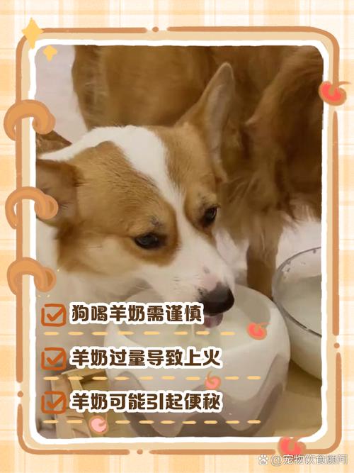 狗狗不吃羊奶粉怎么办,小狗不吃羊奶粉不吃狗粮-第1张图片-后鲨宠物 狗狗不吃羊奶粉怎么办,小狗不吃羊奶粉不吃狗粮-第1张图片-后鲨宠物