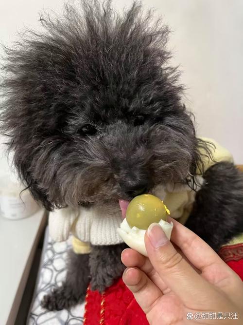 狗狗可以吃蒸蛋吗_狗狗可以吃蒸蛋吗会死吗-第2张图片-后鲨宠物 狗狗可以吃蒸蛋吗_狗狗可以吃蒸蛋吗会死吗-第2张图片-后鲨宠物