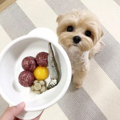 狗狗可以吃蒸蛋吗_狗狗可以吃蒸蛋吗会死吗-第5张图片-后鲨宠物 狗狗可以吃蒸蛋吗_狗狗可以吃蒸蛋吗会死吗-第5张图片-后鲨宠物