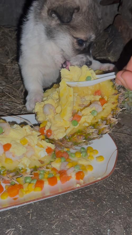 狗狗可以吃蒸蛋吗_狗狗可以吃蒸蛋吗会死吗-第6张图片-后鲨宠物 狗狗可以吃蒸蛋吗_狗狗可以吃蒸蛋吗会死吗-第6张图片-后鲨宠物